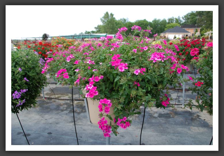 Verbena Superbena Pink Shades_5506