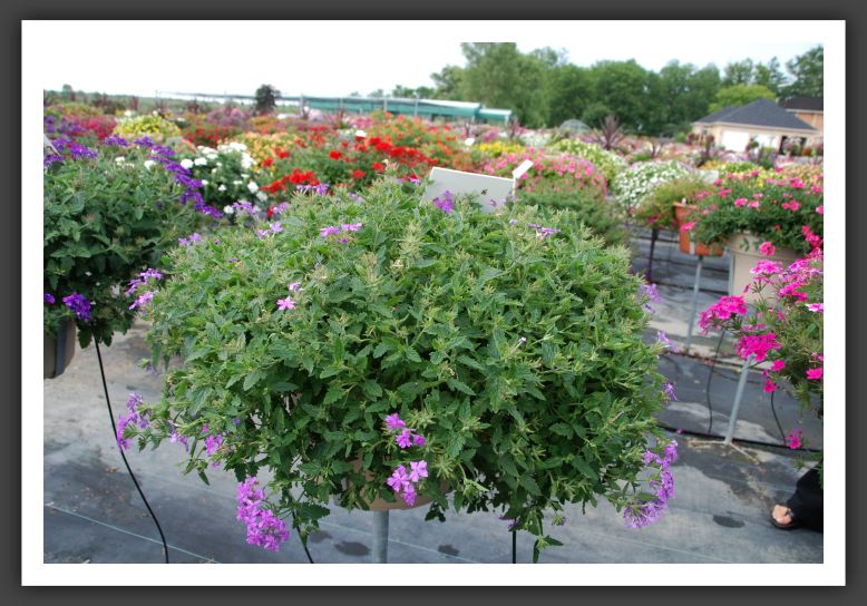 Verbena Superbena Large Lilac Blue_5507