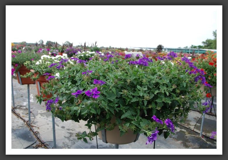 Verbena Superbena Purple_5508