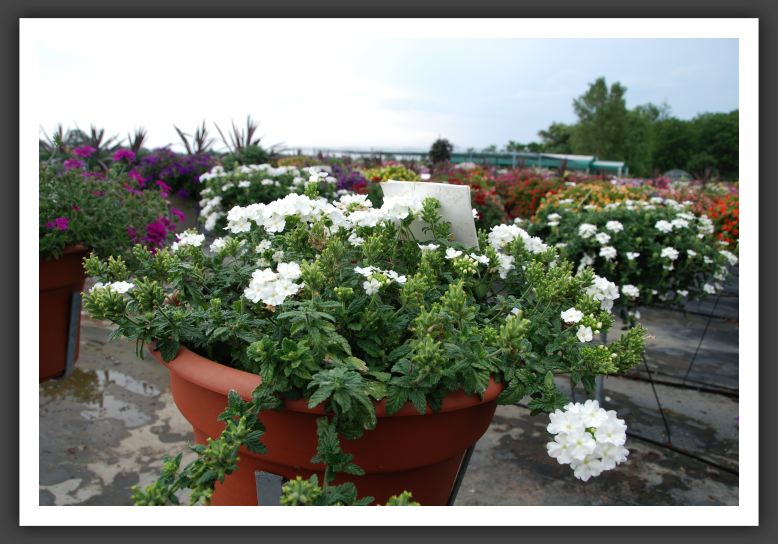 Verbena Aztec White Imp_5509
