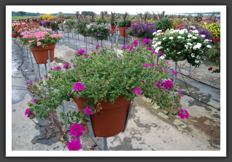 Verbena Aztec Violet_5510