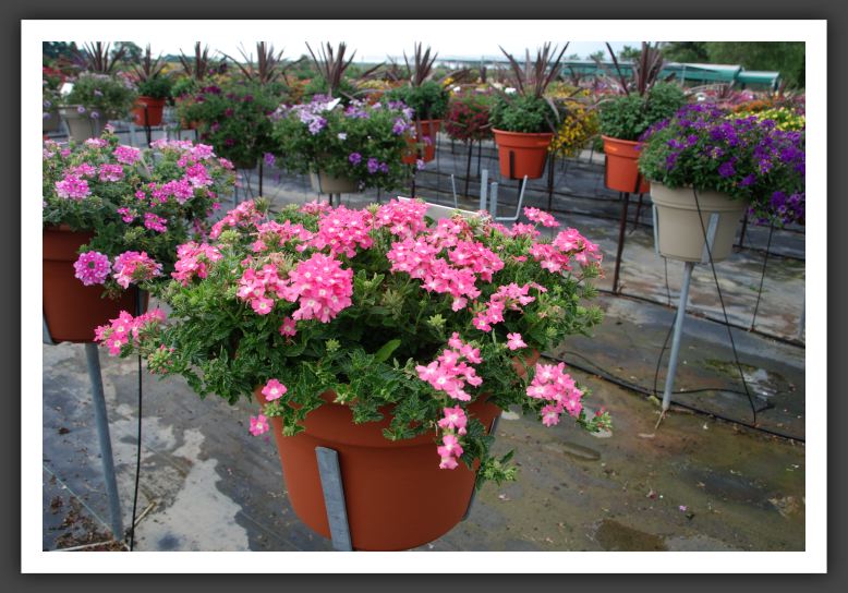 Verbena Aztec Pink_5511