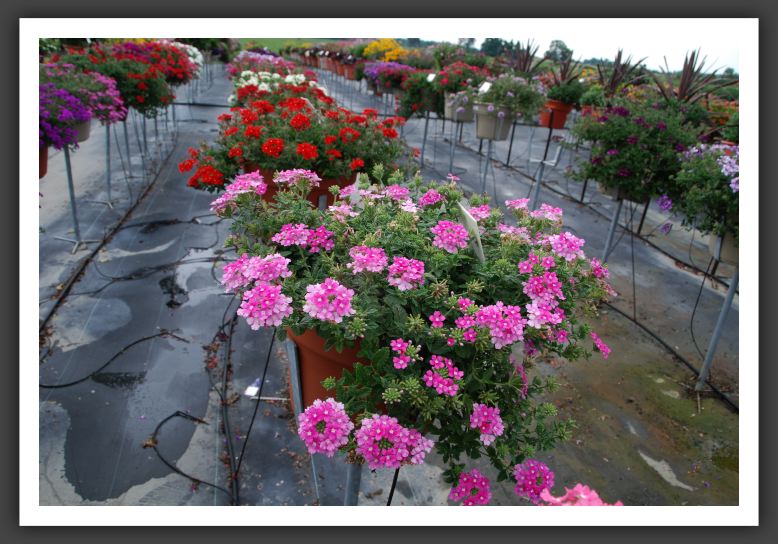 Verbena Aztec Lavender Imp_5512