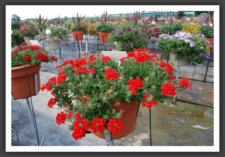 Verbena Aztec Red Velvet_5513