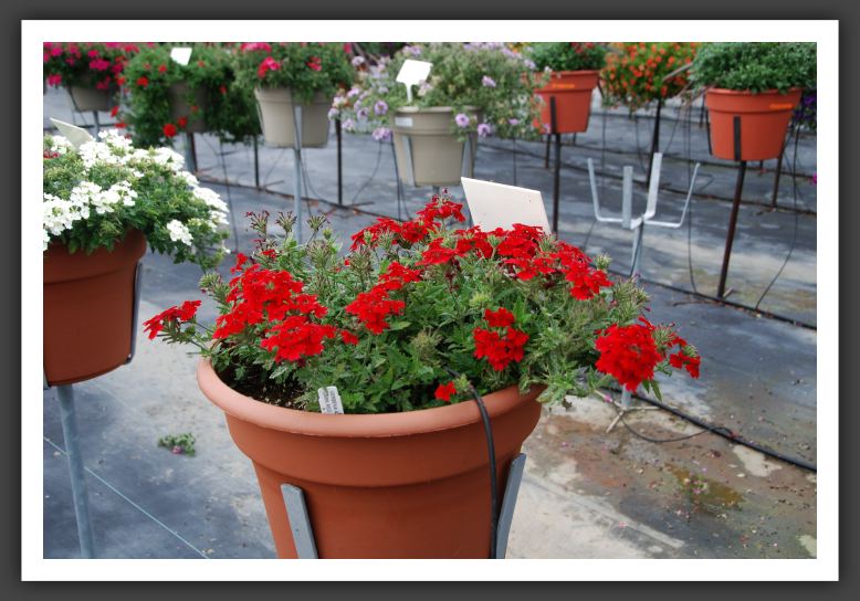 Verbena Aztec Dark Red_5514