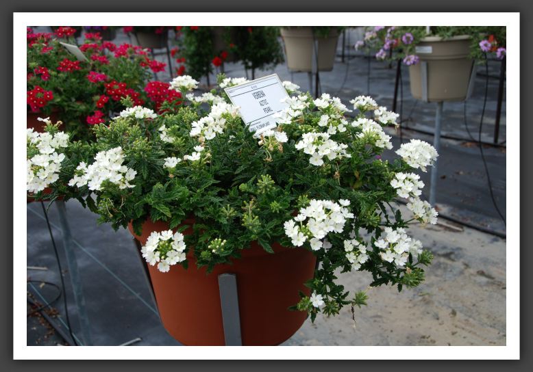 Verbena Aztec Pearl_5515