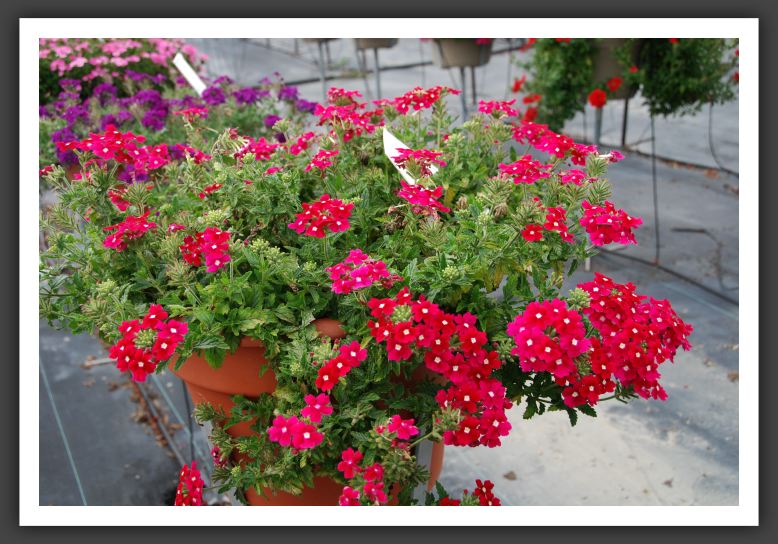 Verbena Aztec Raspberry_5516