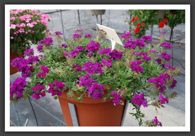 Verbena Aztec Magic Plum Magic_5517