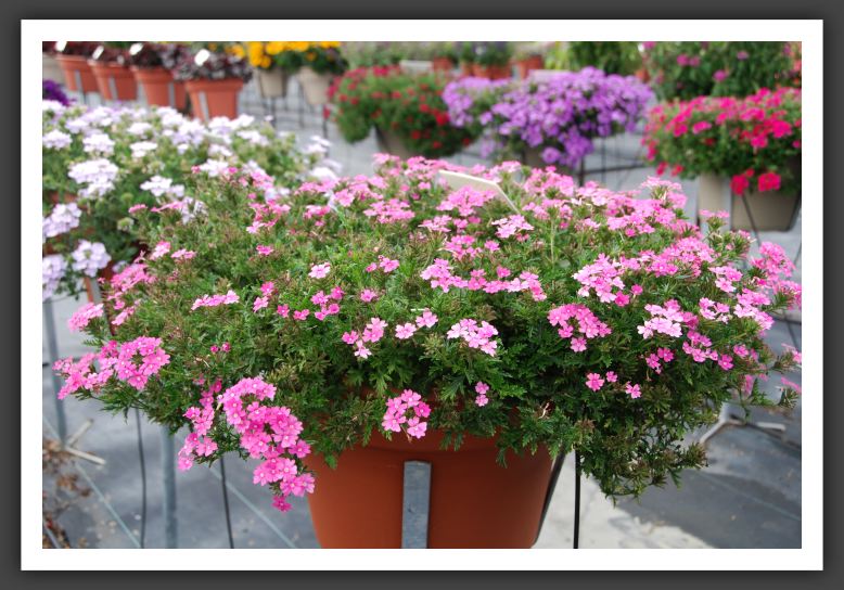 Verbena Aztec Magic Dark Pink Magic_5518