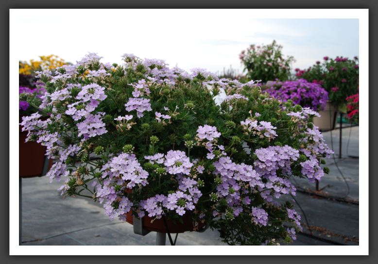 Verbena Aztec Magic Silver Magic_5519