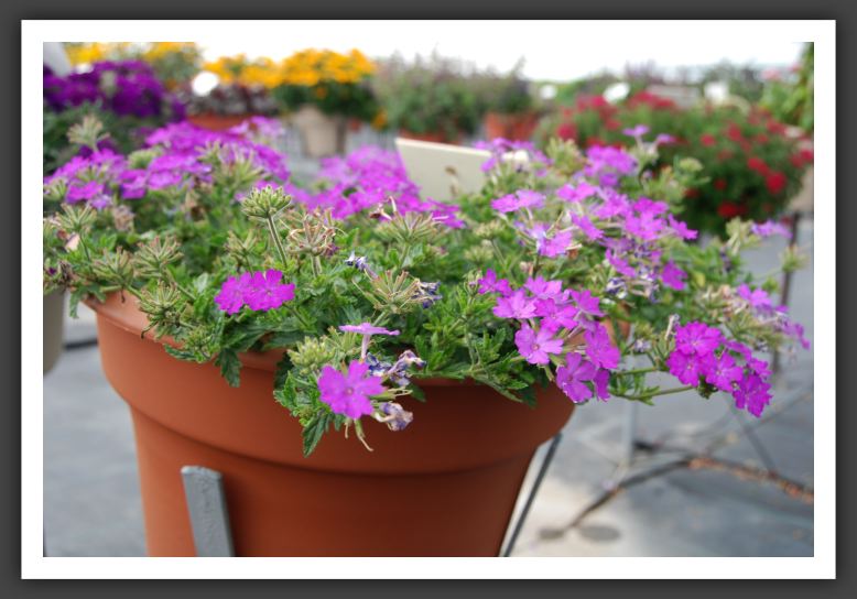 Verbena Aztec Magic Grape Magic_5520