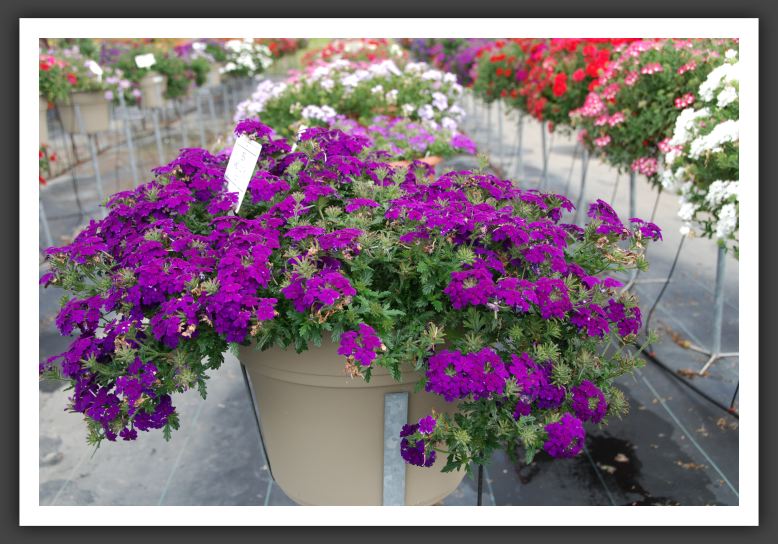 Verbena Rapunzel  Violet 06_5521