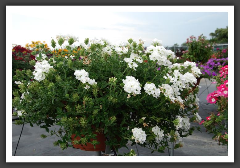 Verbena Empress White_5523