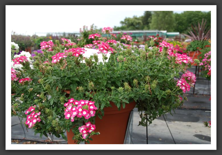 Verbena Empress Strawberry Charme_5524