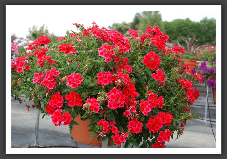 Verbena Empress Strawberry _5525