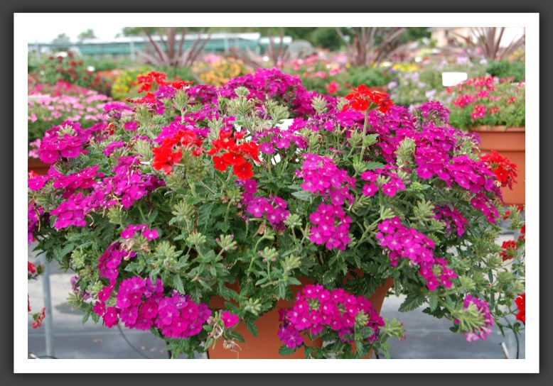 Verbena Empress Purple_5526