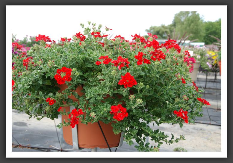 Verbena Empress Dark Red_5527