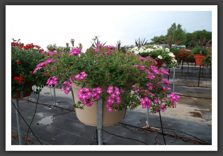 Verbena Tapien Plum Frost_5528