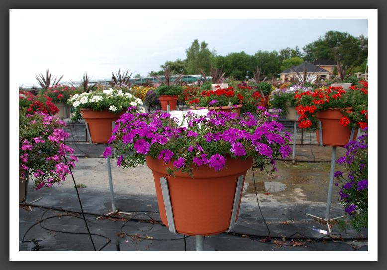 Verbena Tapien Purple_5529