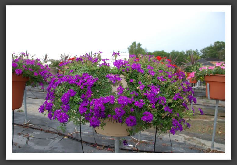 Verbena Tapien Blue Violet_5530