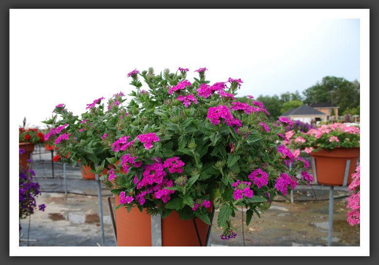 Verbena Temari Patio Hot Pink_5531