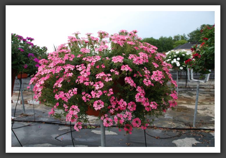 Verbena Temari Patio Salmon_5532