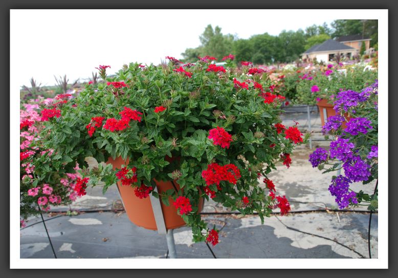 Verbena Temari Patio Red_5533