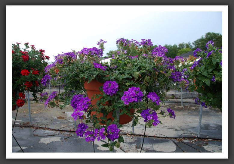 Verbena Temari Patio Red_5534