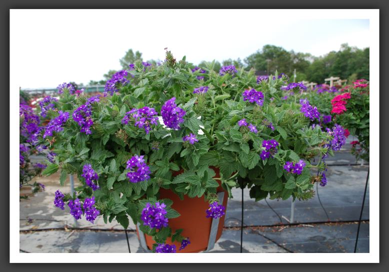 Verbena Temari Blue_5535