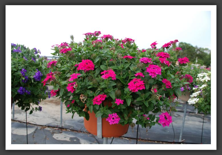 Verbena Temari Patio Rose_5536