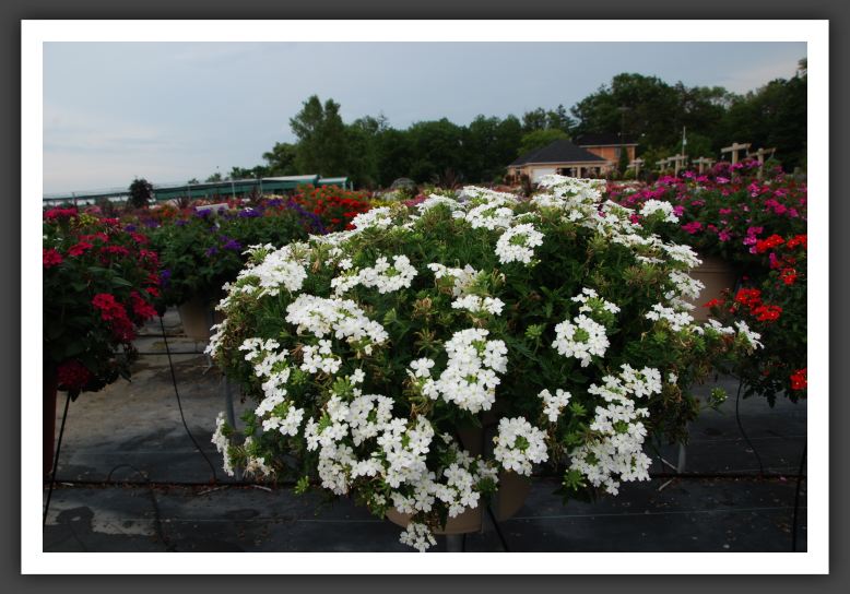 Verbena Tukana White_5537