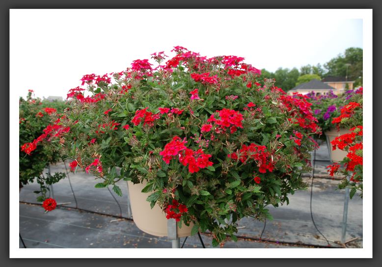 Verbena Tukana Raspberry_5539