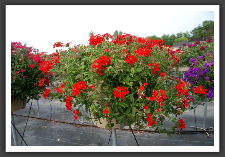 Verbena Tukana Scarlet_5540