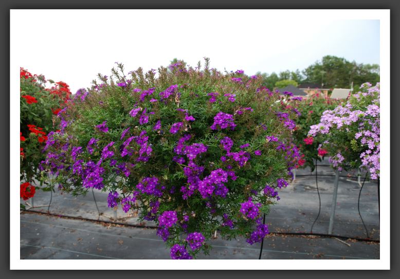 Verbena Babylon Carpet Blue_5541