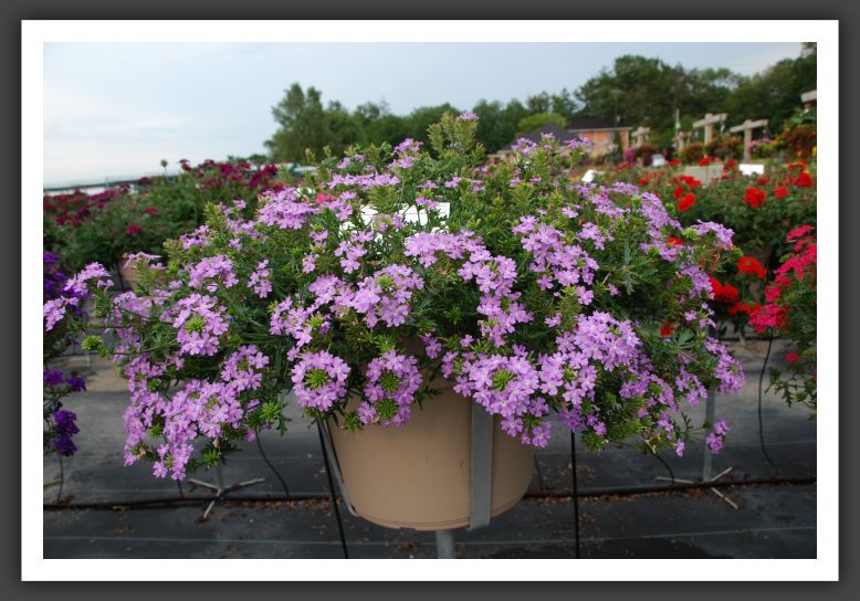 Verbena Babylon Light Blue _5542