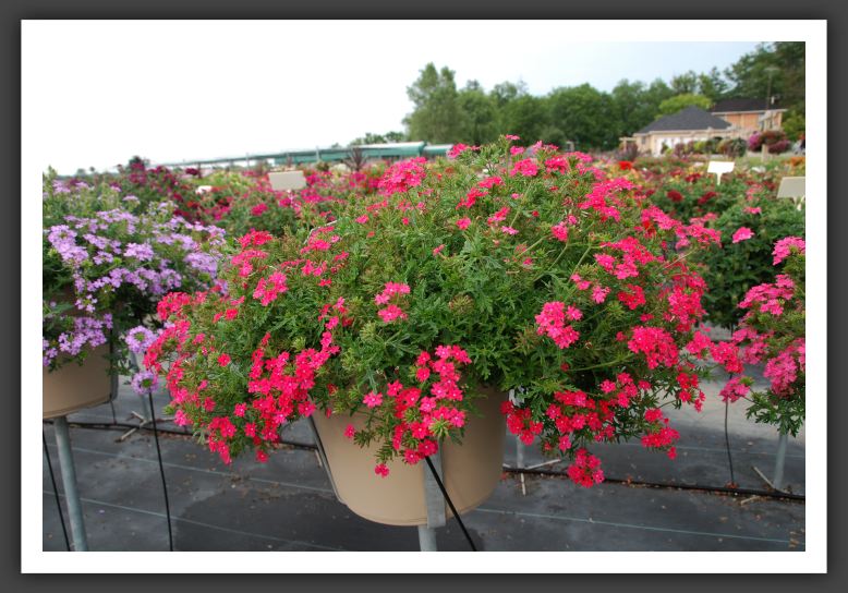 Verbena Babylon Neon Rose_5543