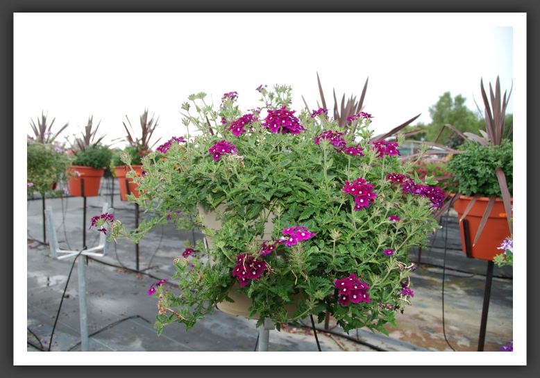 Verbena Lanai Royal Purple with Eye_5481