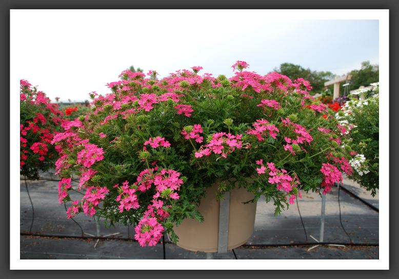 Verbena Babylon Deep Pink_5544