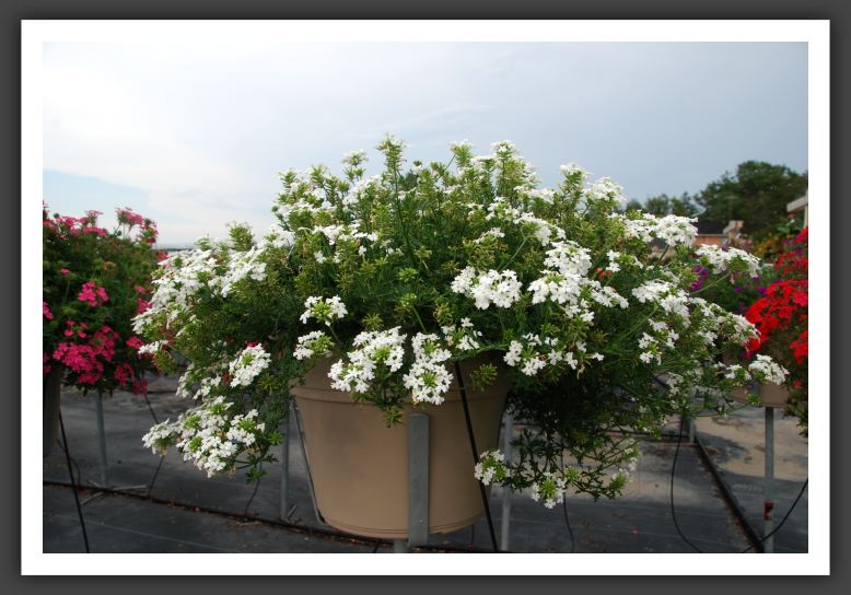 Verbena Babylon White_5545