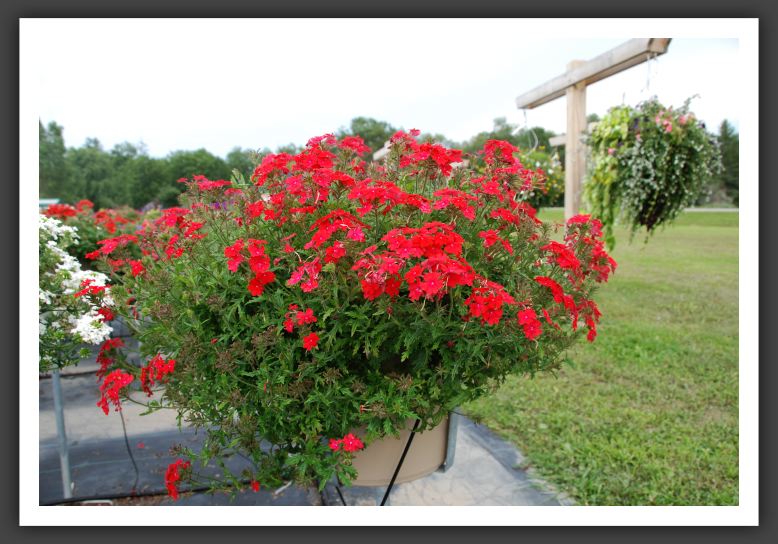 Verbena Babylon Red_5546