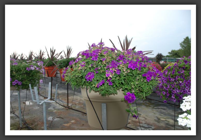Verbena Lanai Upright Violet_5483