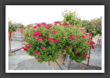 Verbena Rapunzel Magenta_5475