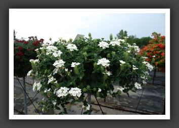 Verbena Lascar White_5486