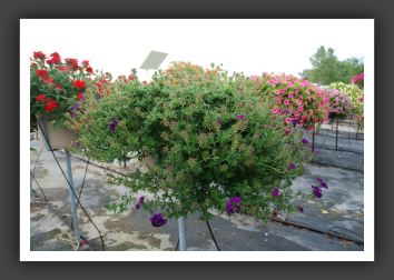 Verbena Lascar Dark Blue_5488