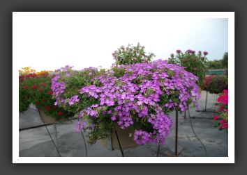 Verbena Rapunzel Lilac _5477