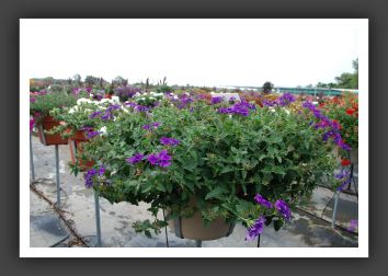 Verbena Superbena Purple_5508