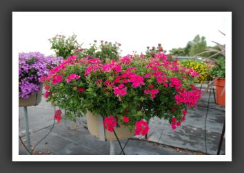 Verbena Rapunzel Hot Rose_5478