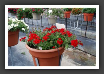 Verbena Aztec Dark Red_5514