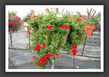 Verbena Lanai Dark Red_5479