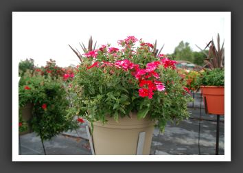 Verbena Lanai _5480